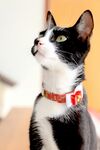猫咪黑猫
