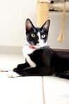 猫咪小猫