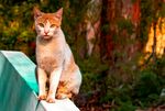 猫咪小猫