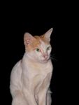 猫咪小猫