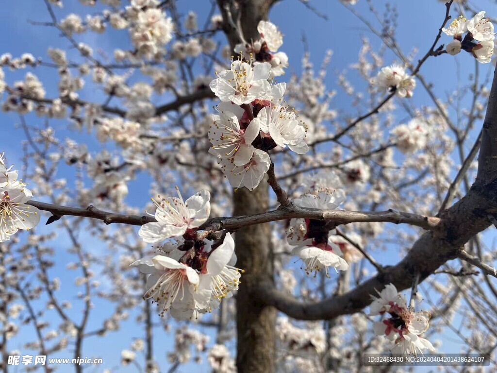 梨花