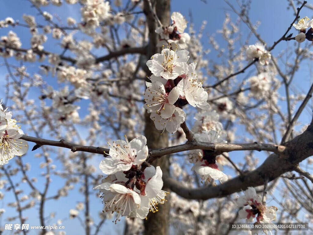 梨花