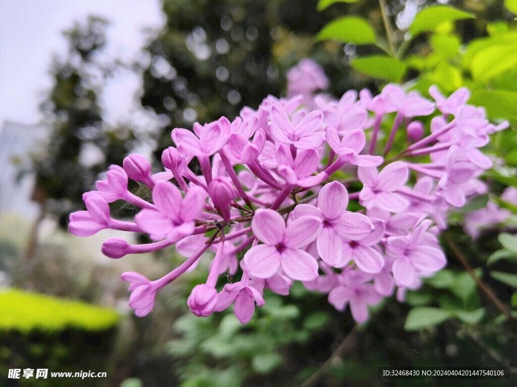 紫荆花