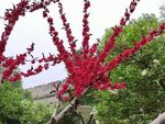 红色花