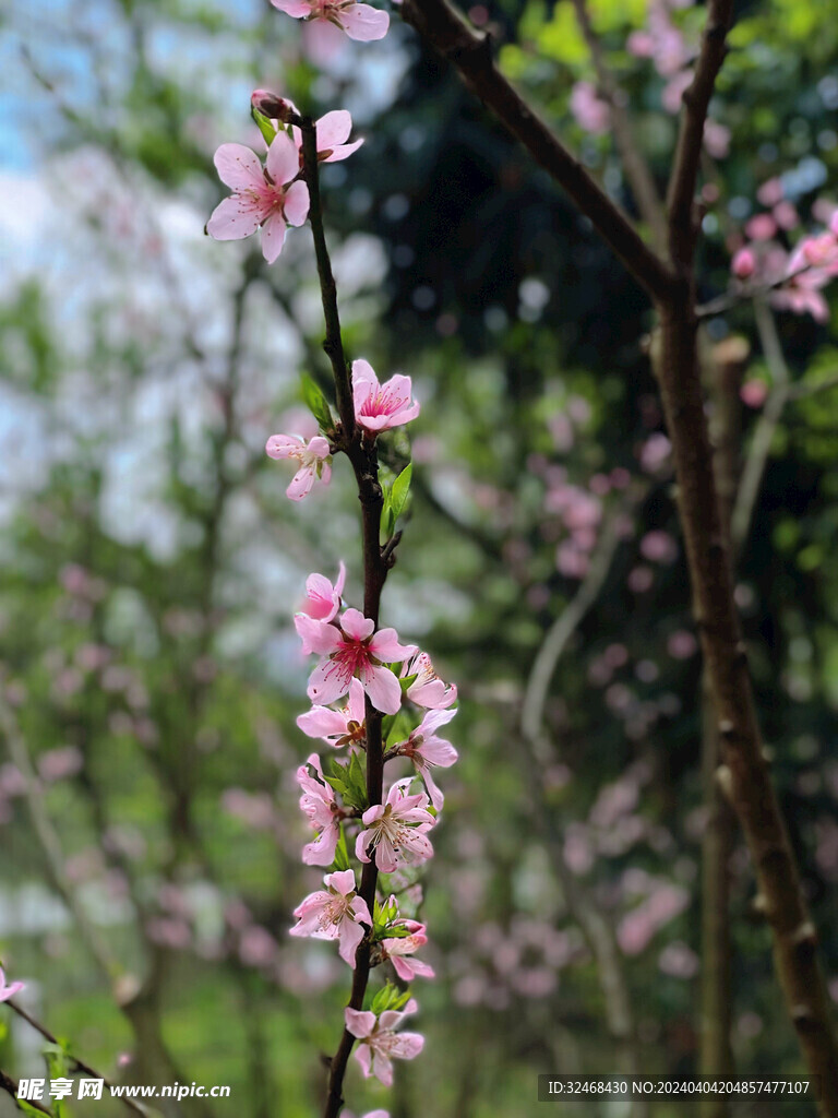 桃花