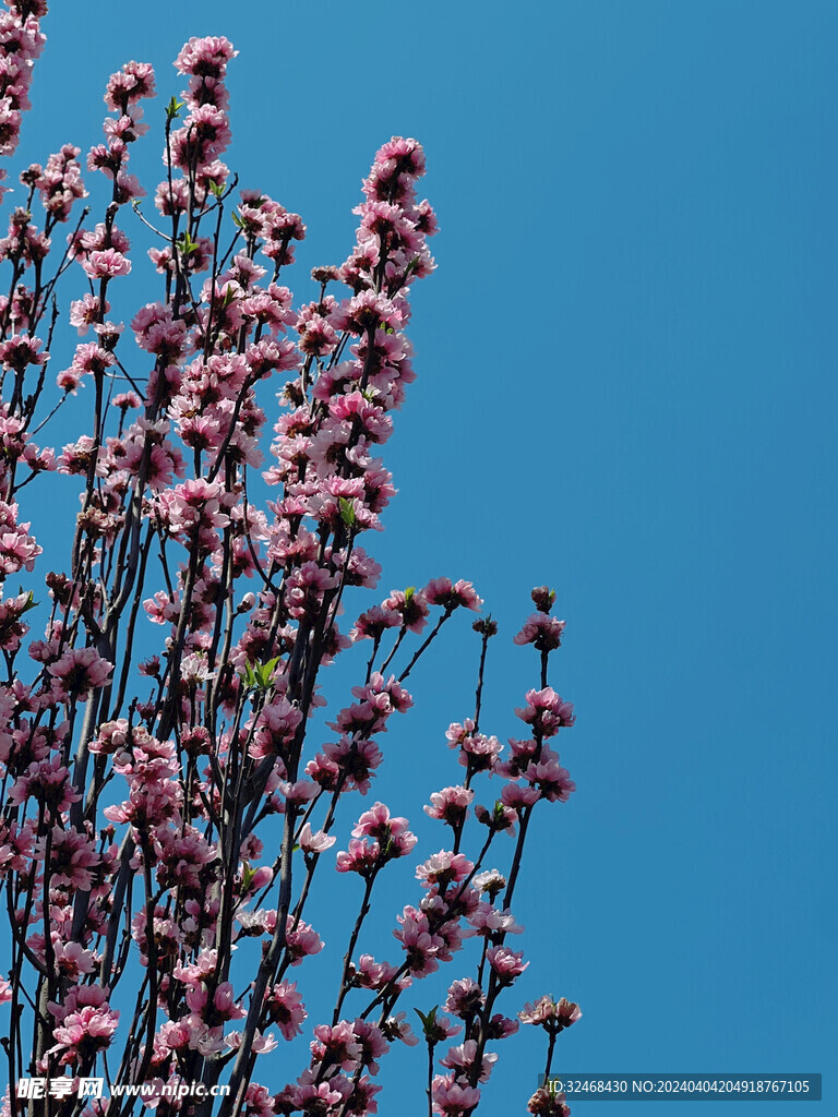  桃花