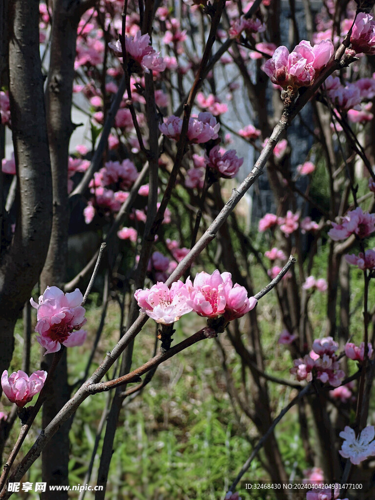 桃花