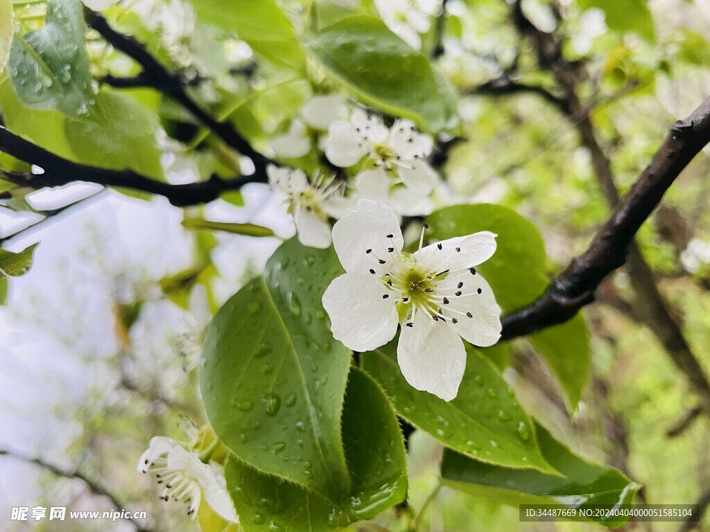 梨花