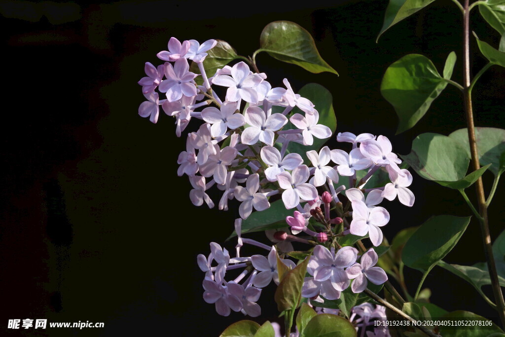 丁香花