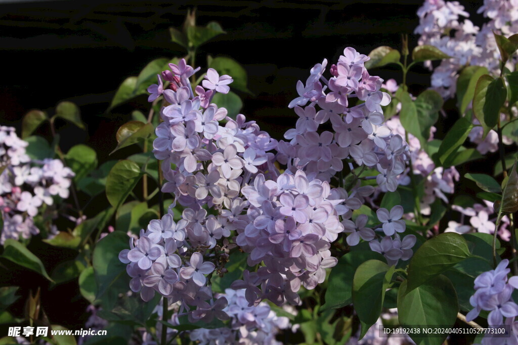 丁香花