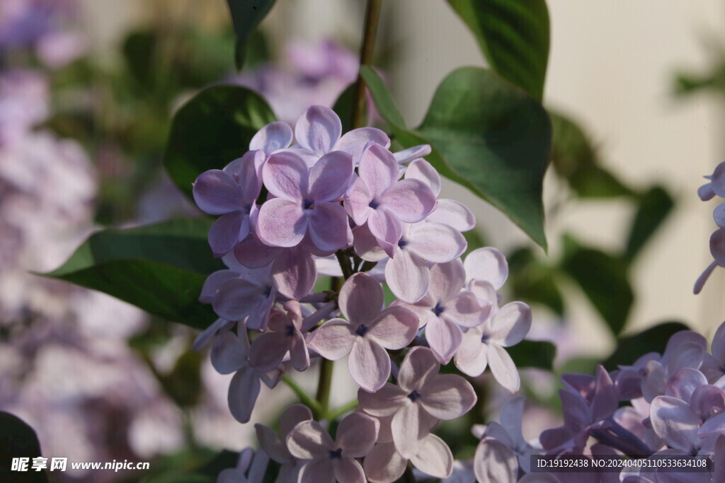 丁香花