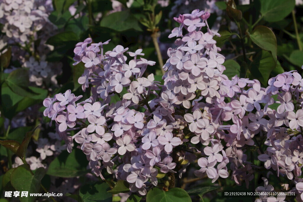 丁香花 