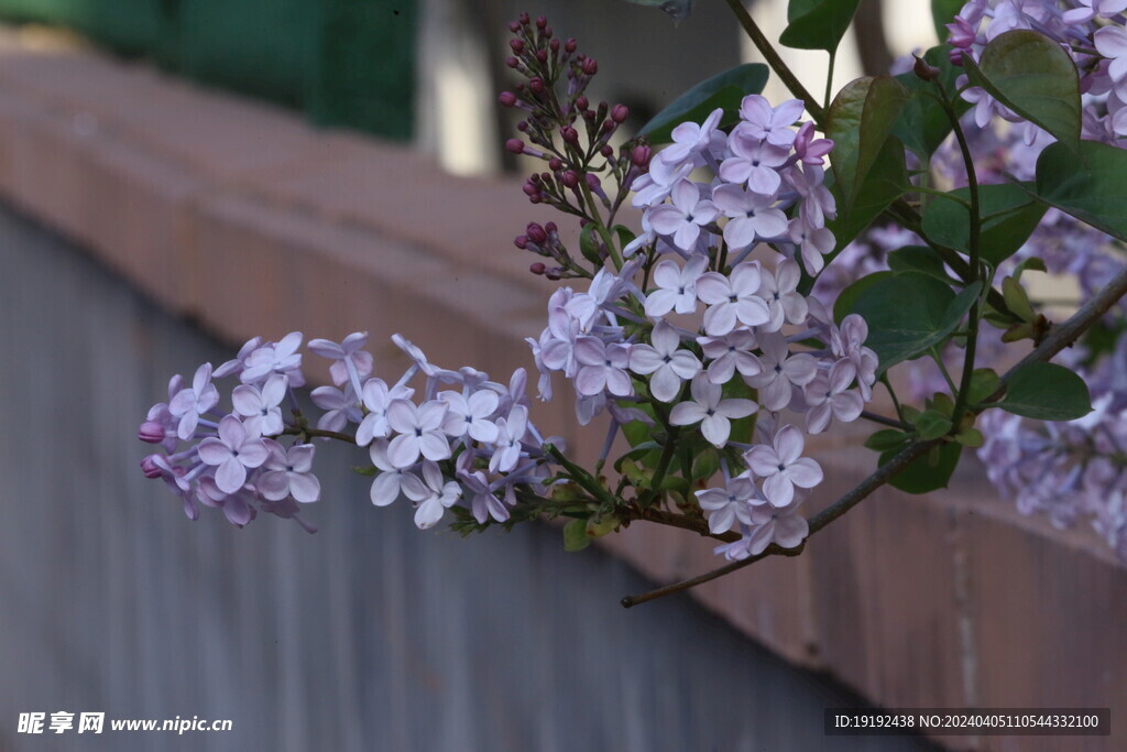 丁香花 