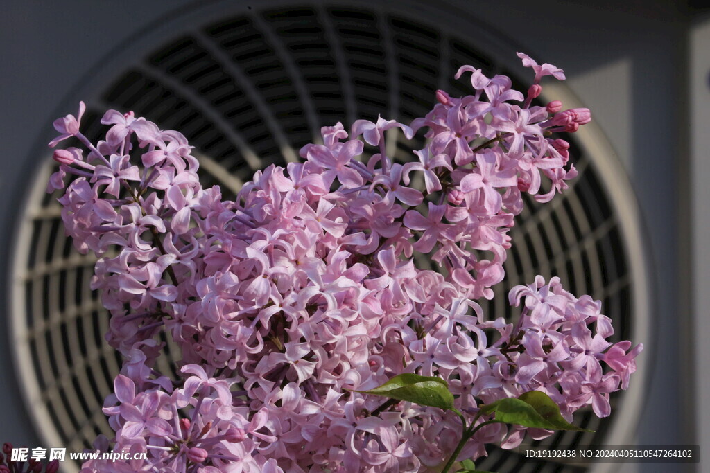 丁香花 