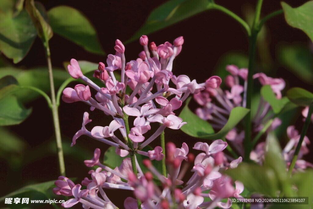 丁香花 