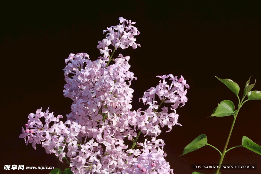 丁香花 