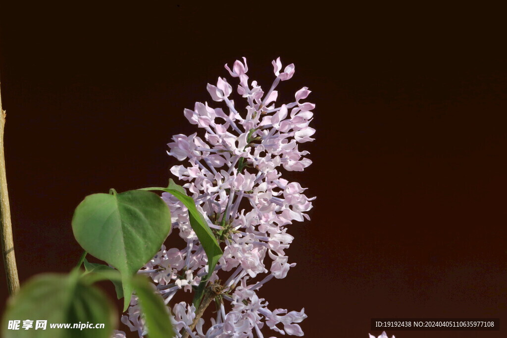 丁香花 