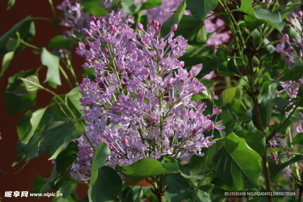 丁香花 