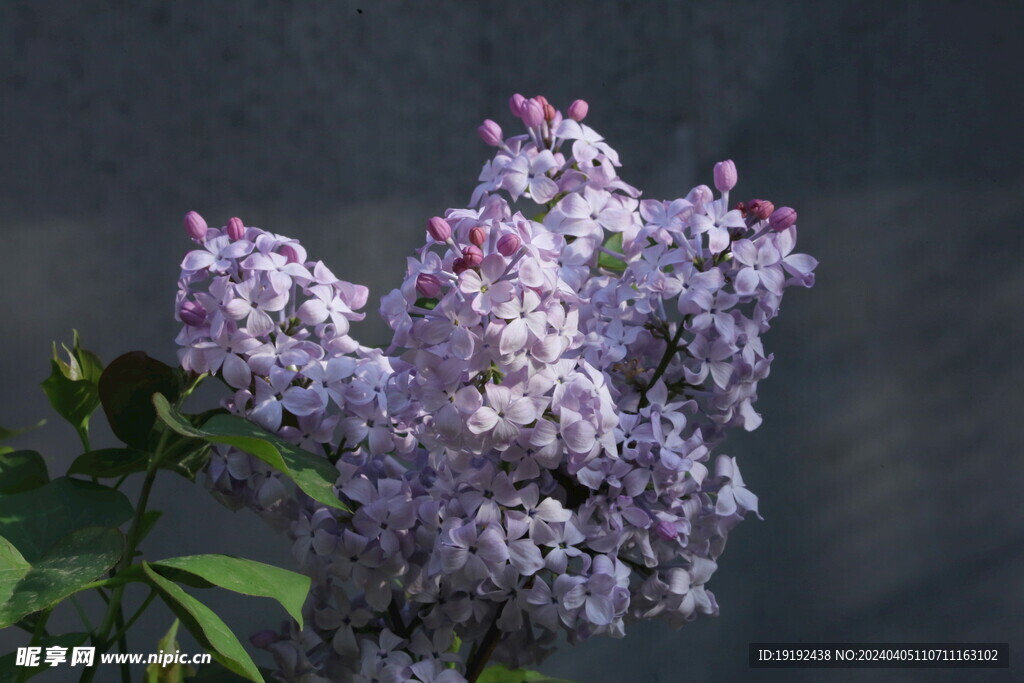 丁香花 