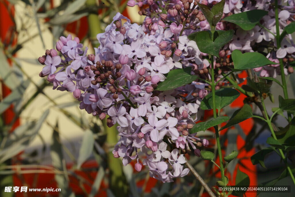 丁香花