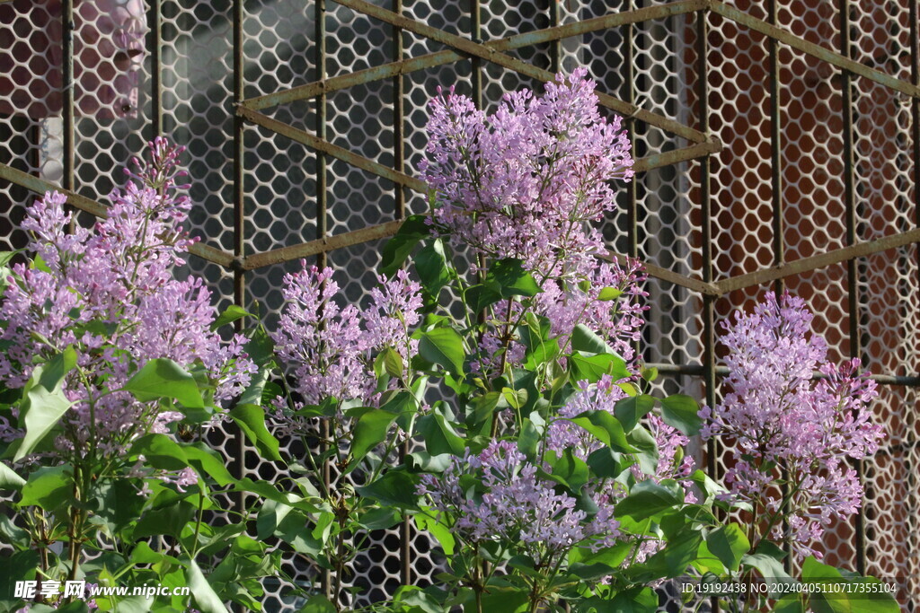 丁香花 