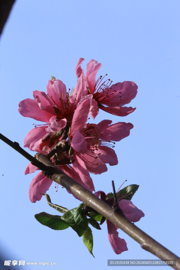 桃花 