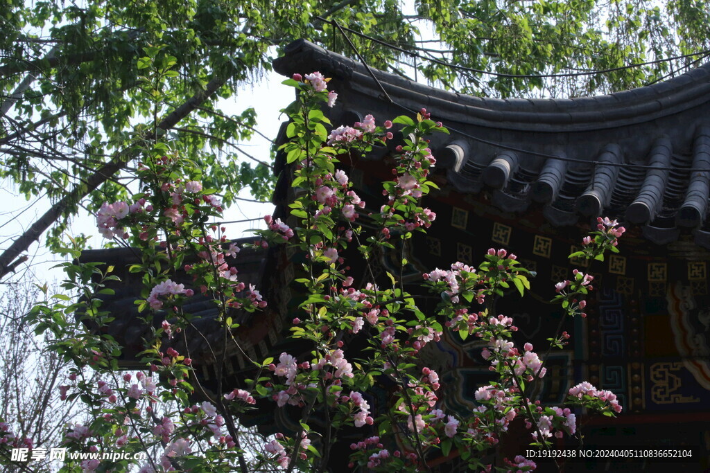 西府海棠花  