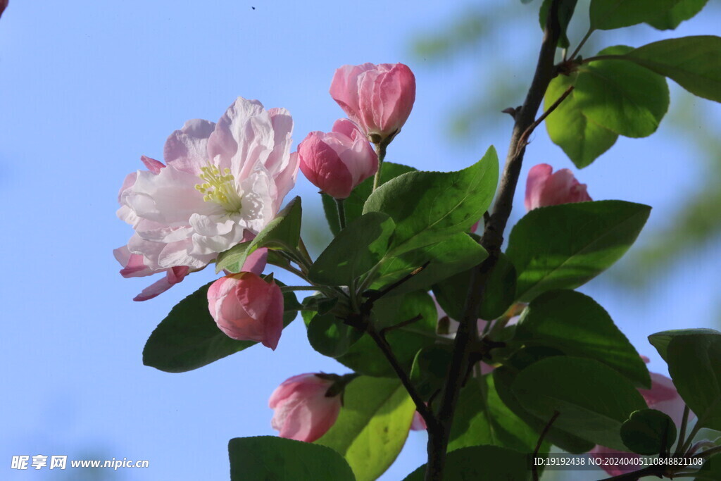 西府海棠花 