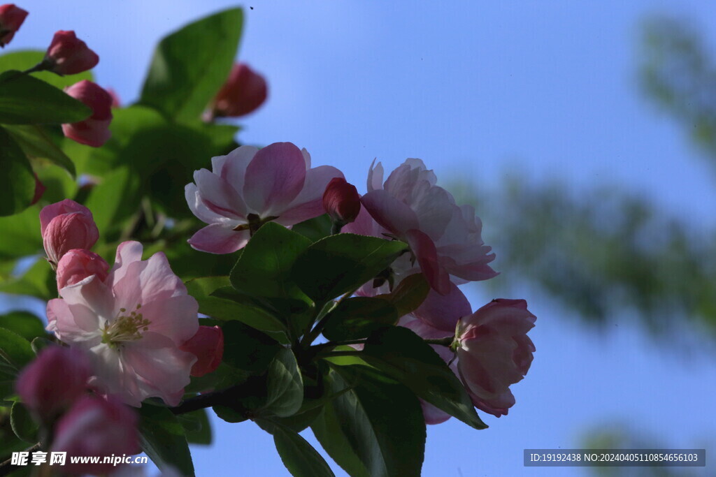 西府海棠花 