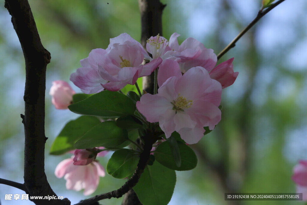 西府海棠花 