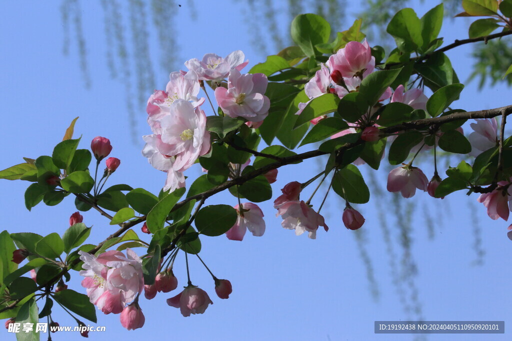 西府海棠花 