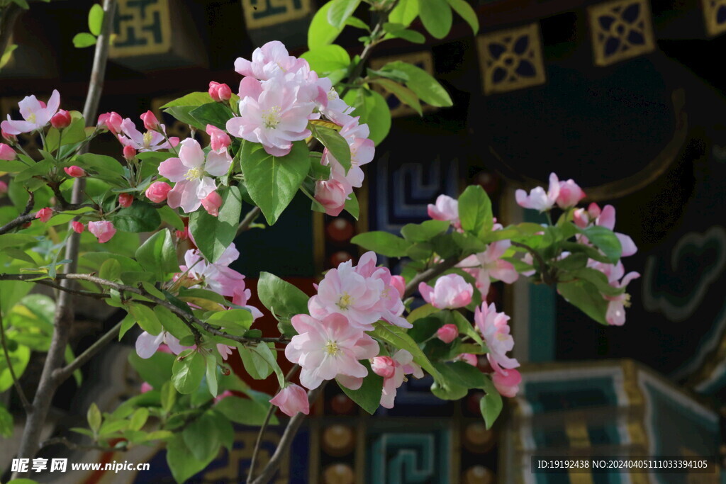 西府海棠花