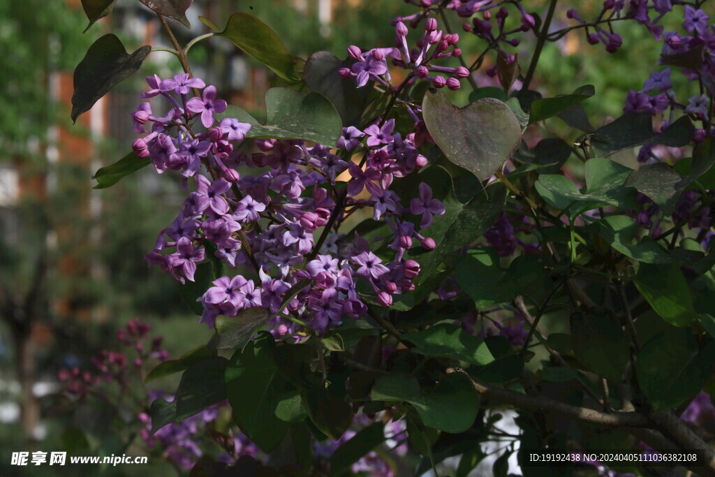 丁香花