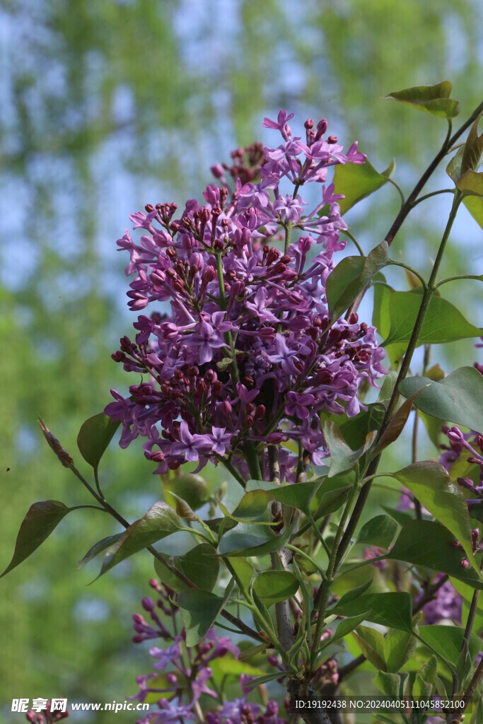 丁香花 