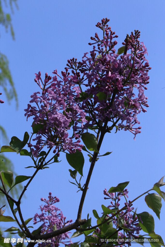 丁香花 