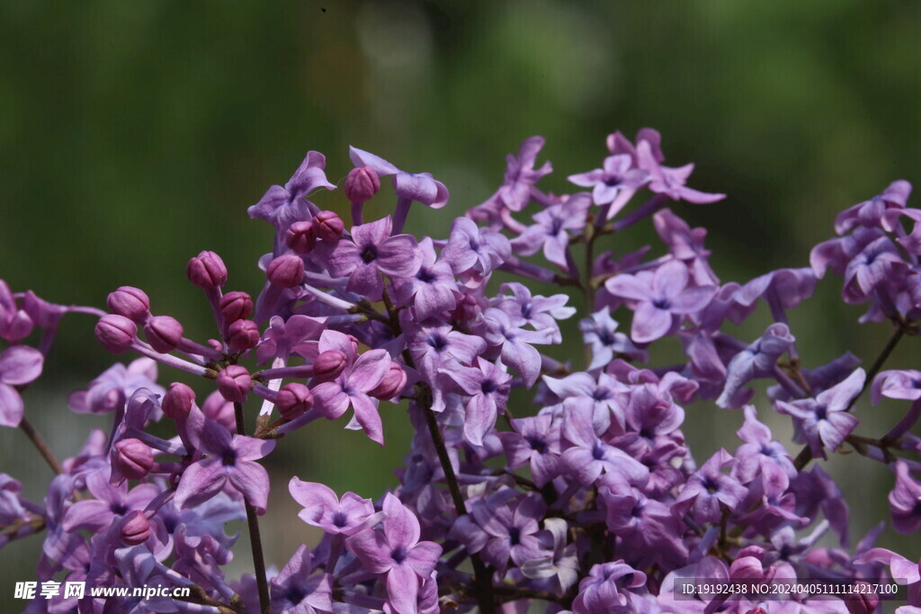 丁香花 