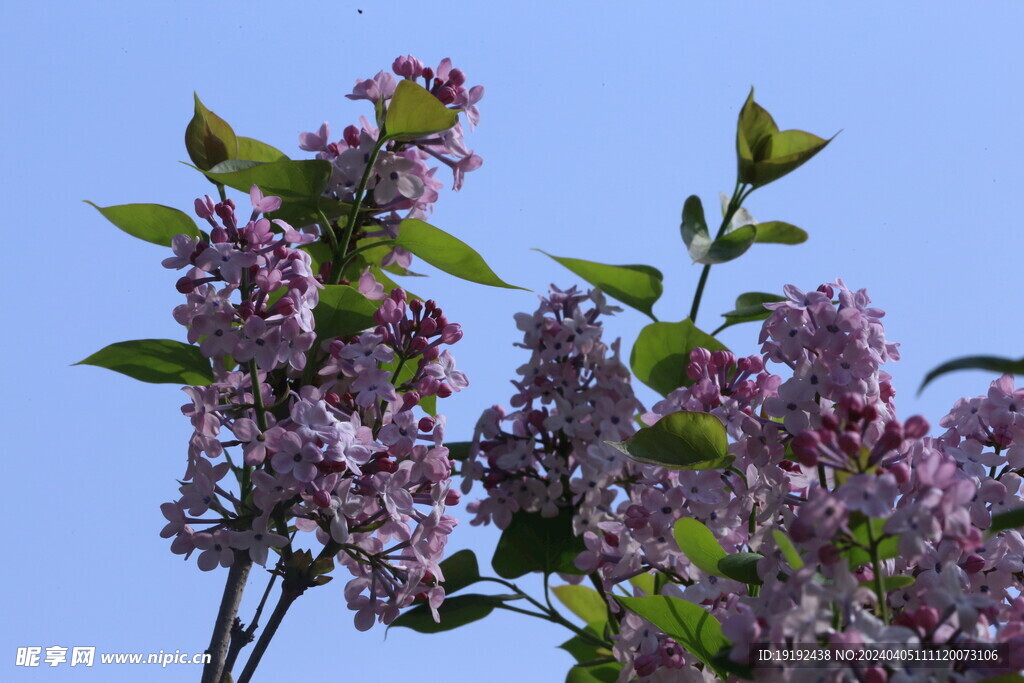 丁香花 