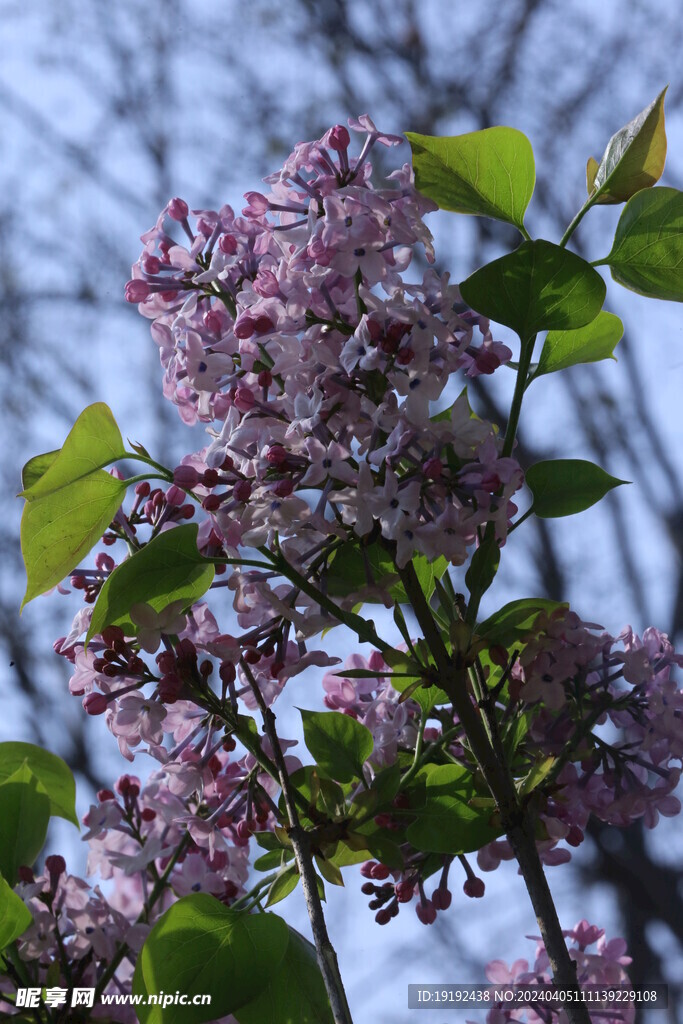 丁香花 