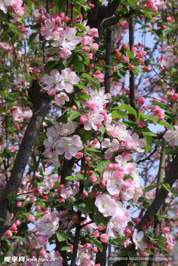 西府海棠花 