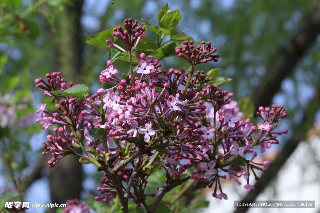 丁香花 