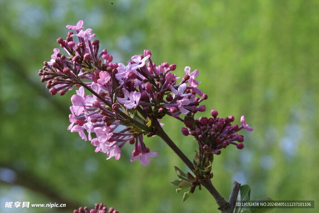 丁香花