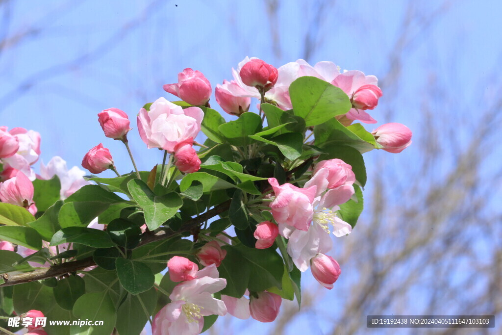 西府海棠花