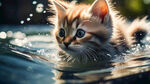 小猫在水里游泳，水里，和鱼玩耍，挪威自然气泡，晴天，可爱，强反射