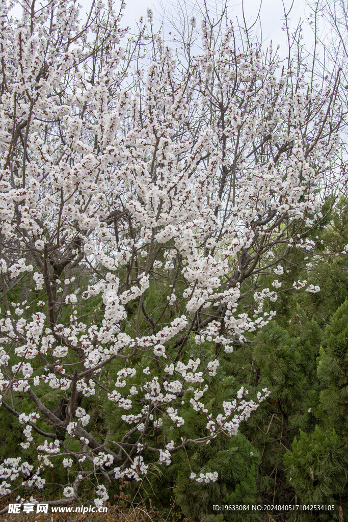 春暖花开