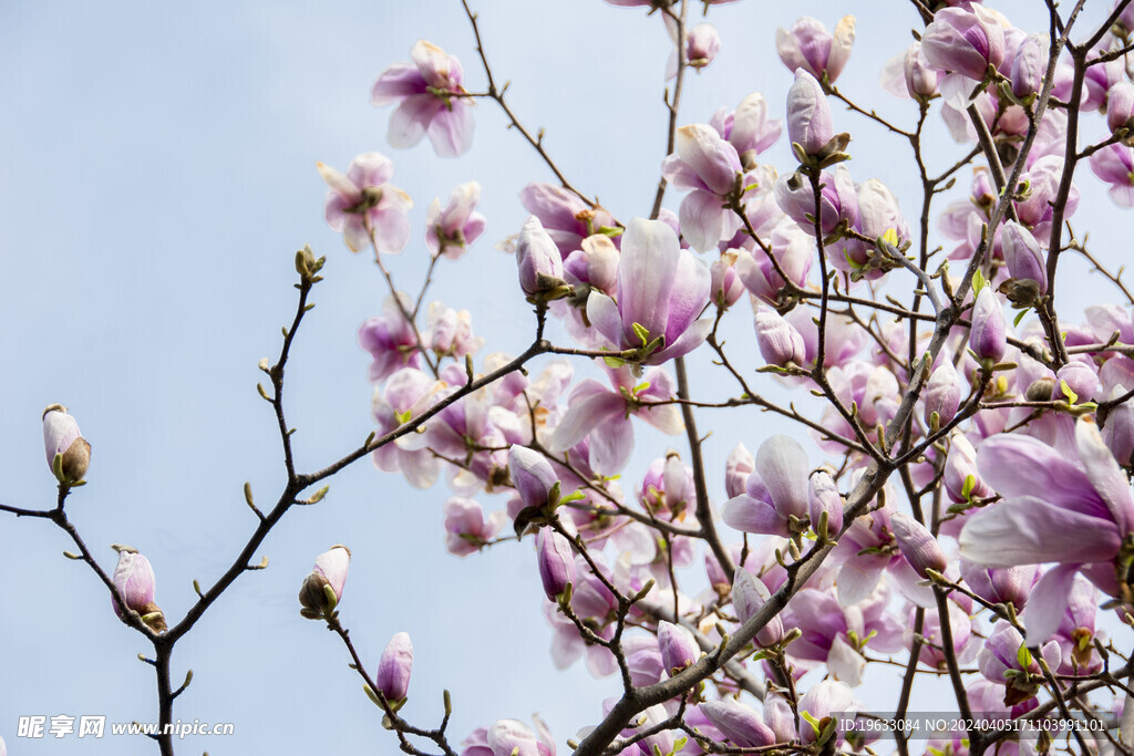 玉兰花开