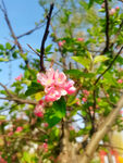 春日桃花
