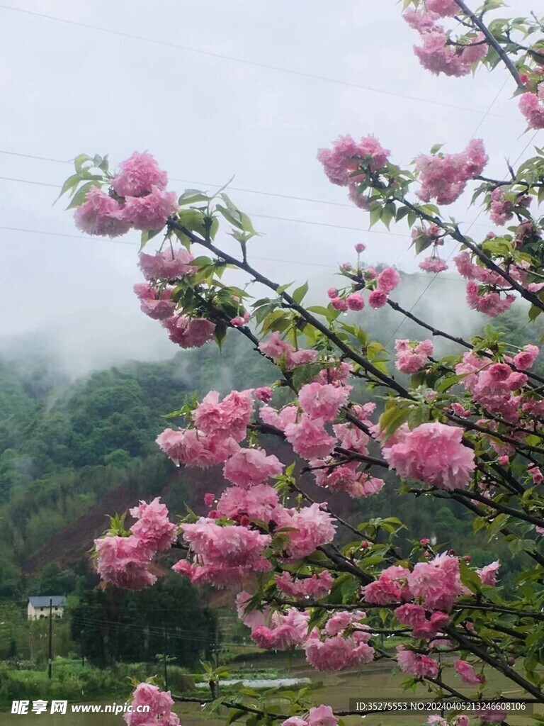 樱花