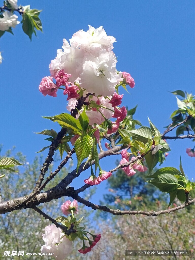 樱花