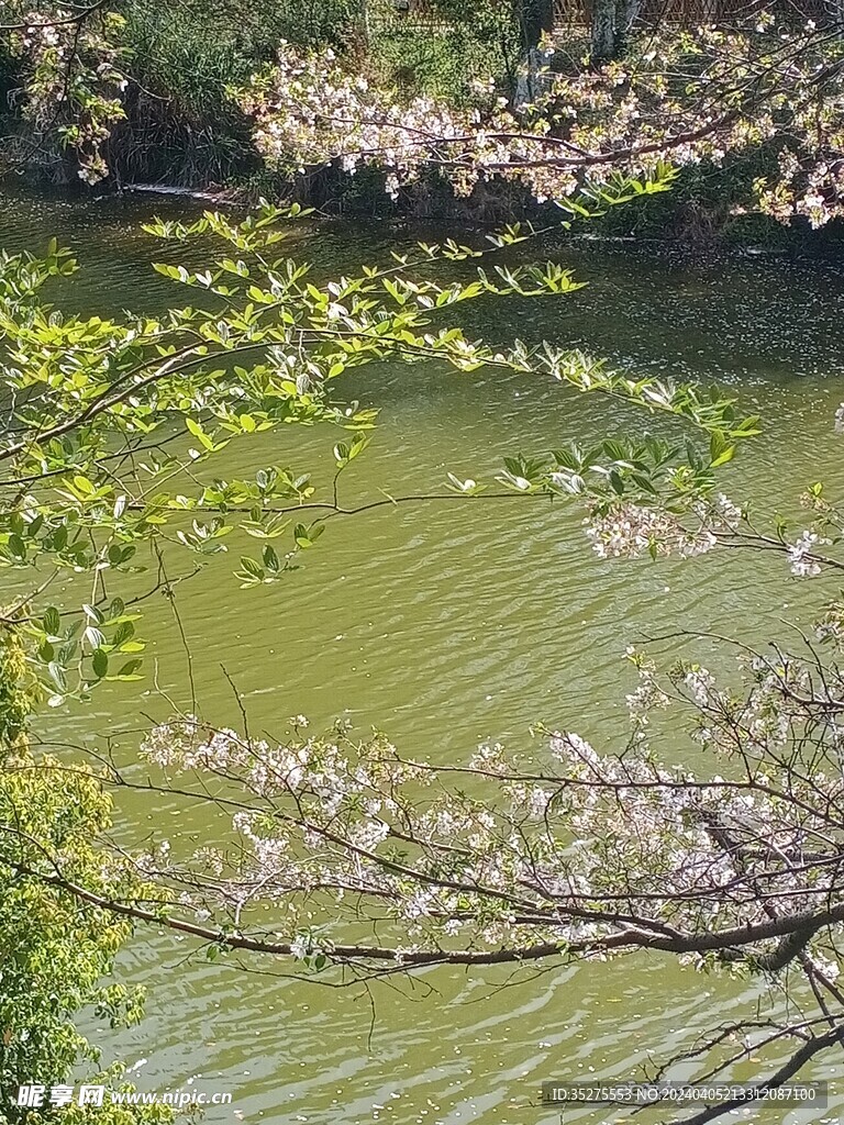 樱花