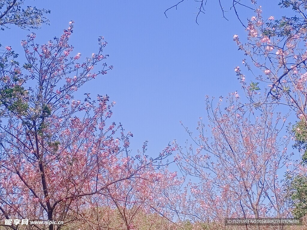 樱花